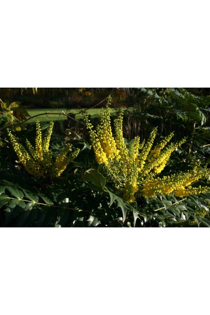 Жовті квіти магонії середньої Charity крупним планом.